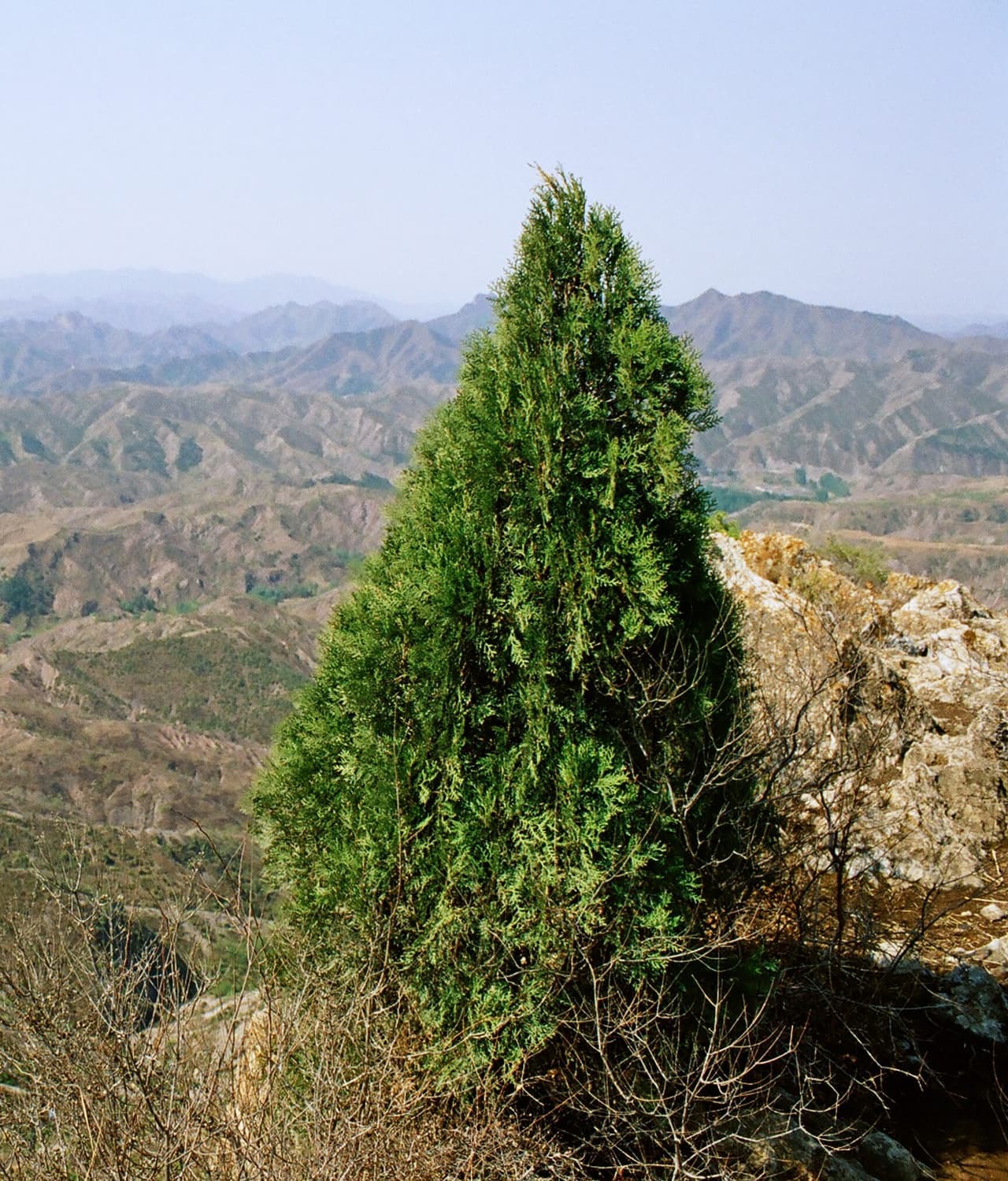 Doğal ortamında piramit formlu doğu mazısı (Platycladus orientalis) ağacı