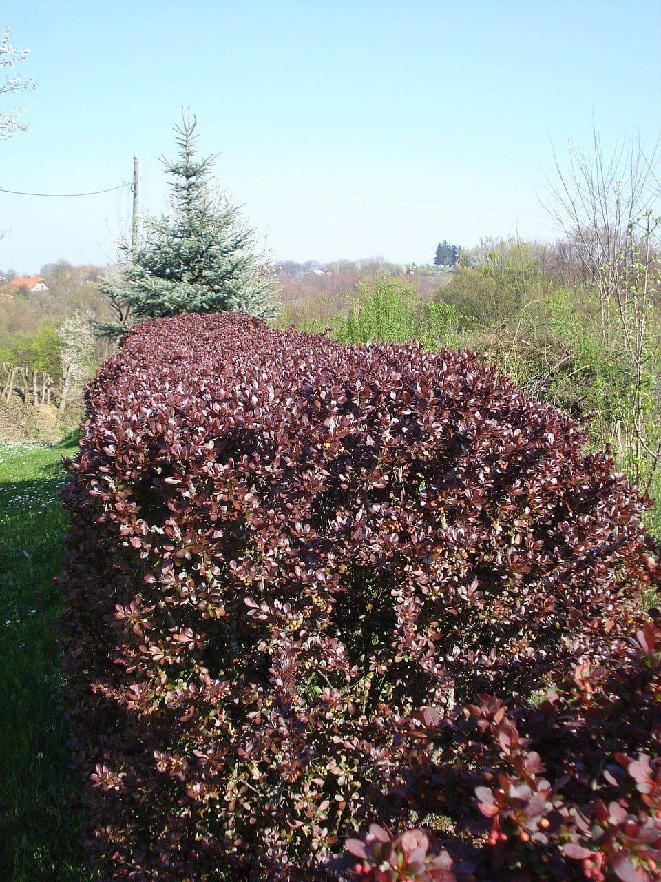 Bordo yapraklı kadın tuzluğu (Berberis thunbergii) çiti peyzaj kullanımında