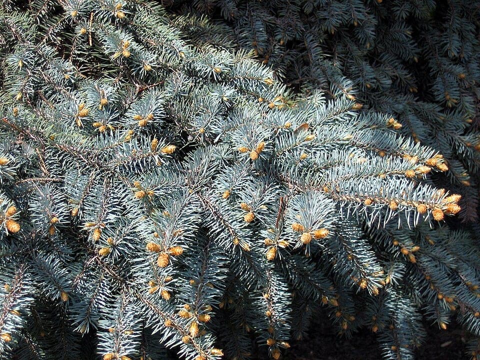 Mavi ladin (Picea pungens) dallarının gümüş mavisi iğne yaprakları
