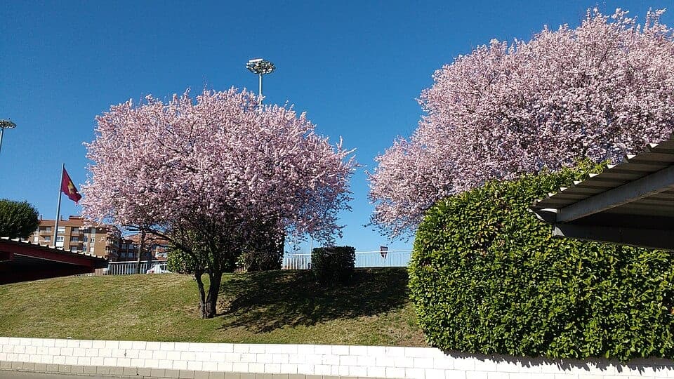 İlkbaharda pembe çiçeklerle kaplanmış süs eriği (Prunus cerasifera Pissardii) ağaçları