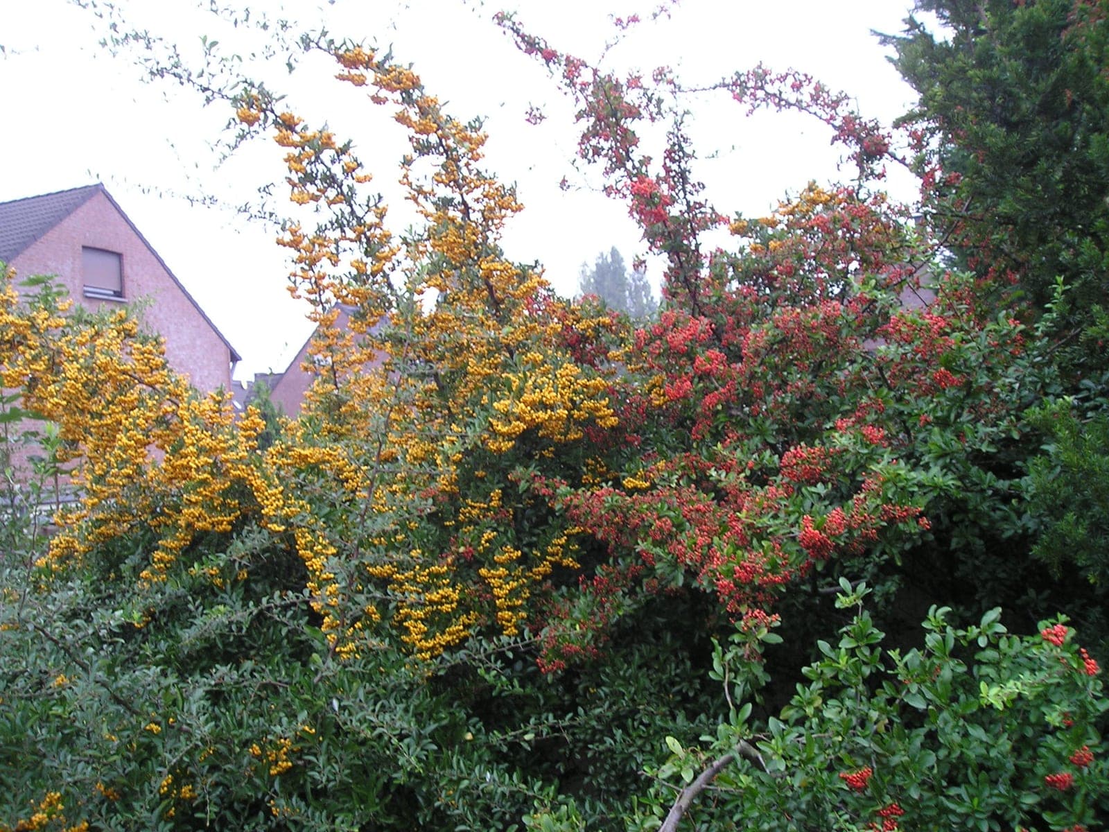 Turuncu ve kırmızı meyvelerle dolu ateş dikeni (Pyracantha coccinea) çiti