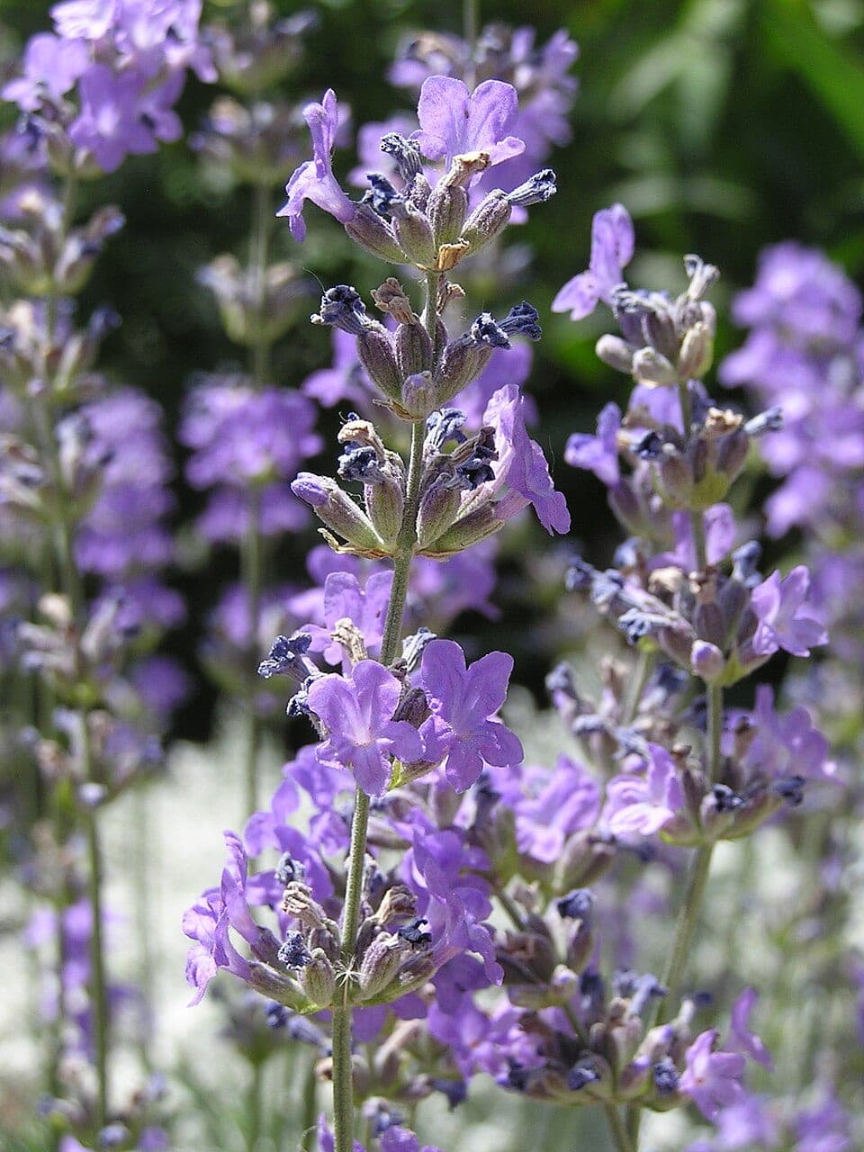 Tam çiçeklenme döneminde mor lavanta (Lavandula angustifolia) başakları yakın çekim