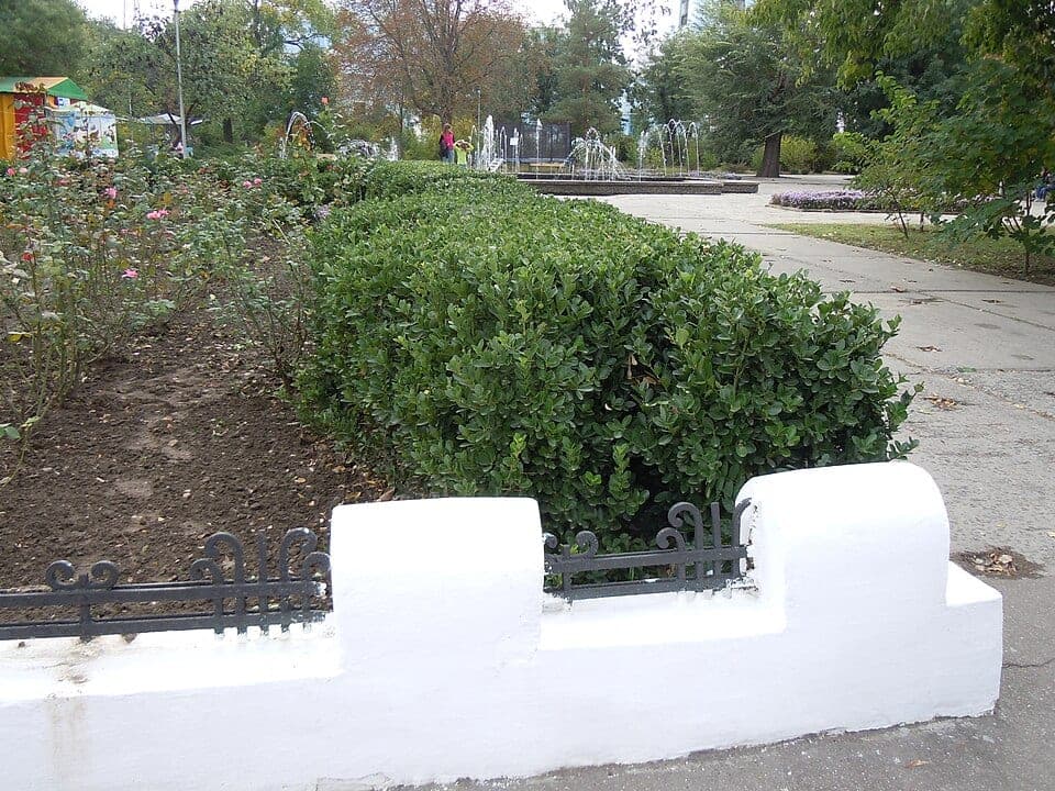 Park düzenlemesinde form budamalı taflan (Euonymus japonicus) çiti