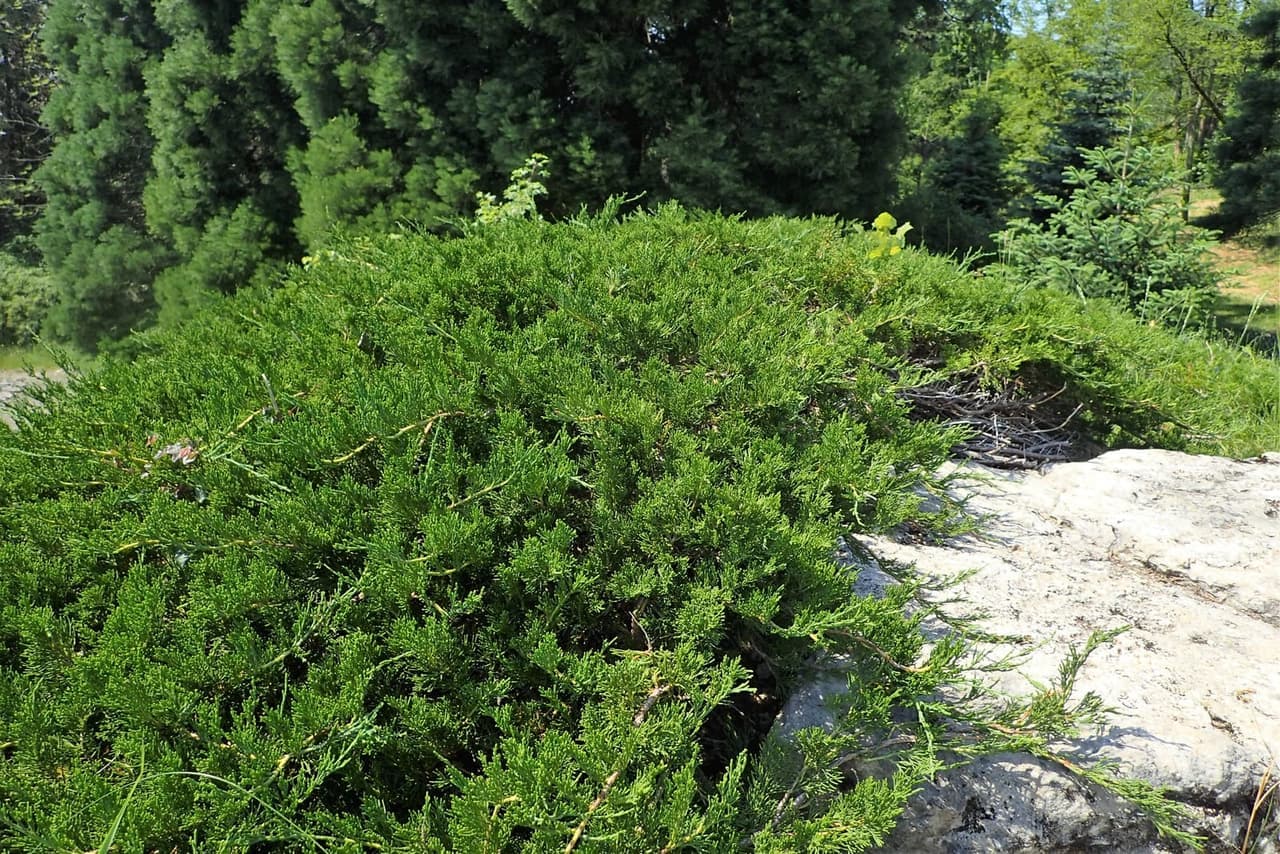 Kaya üzerinde yayılan yer örtücü sabin ardıcı (Juniperus sabina)