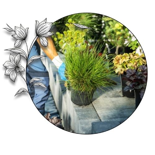 Bitki Satışı ve Uygulamaları