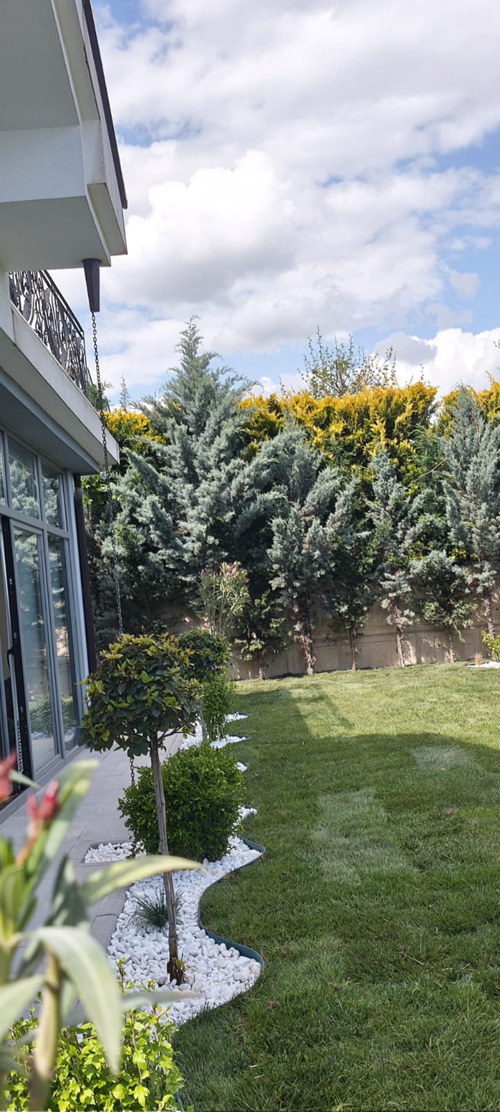 Ankara koşullarına dayanıklı mavi ladin ile çim alanın birlikte kullanıldığı villa bahçesi