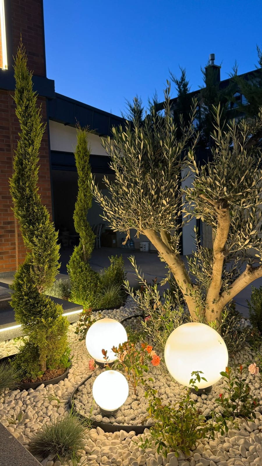 Tamamlanmış bahçede zeytin ağacı ve küre aydınlatma detayı